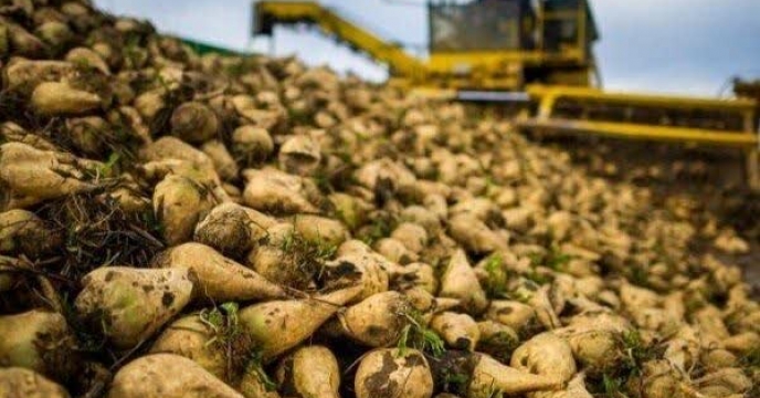 برداشت ۱۵ هزار تن چغندرقند از مزارع شهرستان شهرکرد